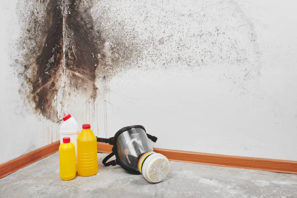 Best Fast Mold Removal  in Coushatta, LA