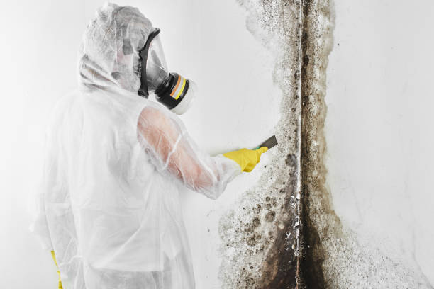 Best Toxic Mold Removal  in Coushatta, LA