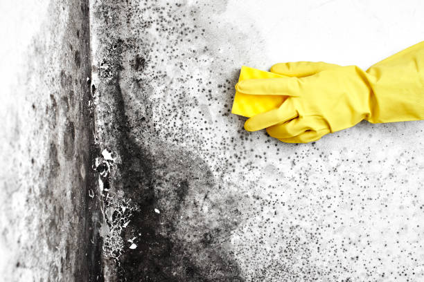 Best Emergency Mold Removal  in Coushatta, LA