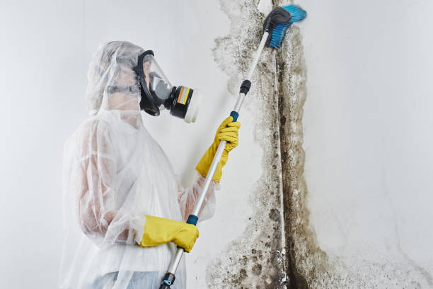 Best Certified Mold Removal  in Coushatta, LA