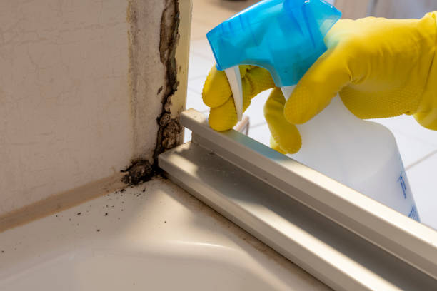 Best Same-Day Mold Removal  in Coushatta, LA
