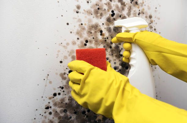 Best Mold Removal Company Near Me  in Coushatta, LA