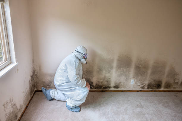 Trusted Coushatta, LA Mold Removal Experts