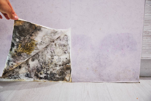 Best Residential Mold Removal  in Coushatta, LA